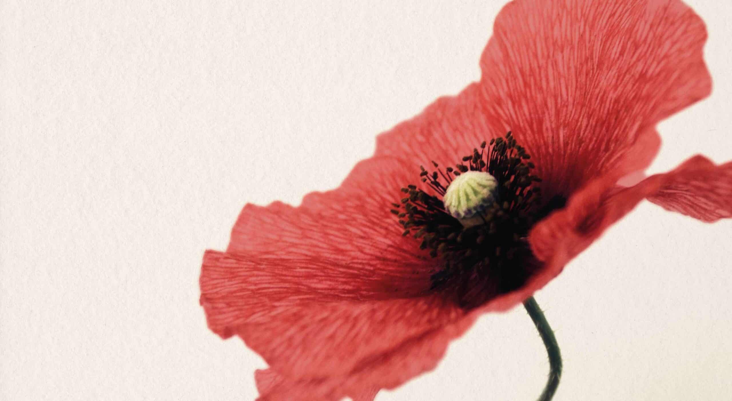 Remembrance Sunday