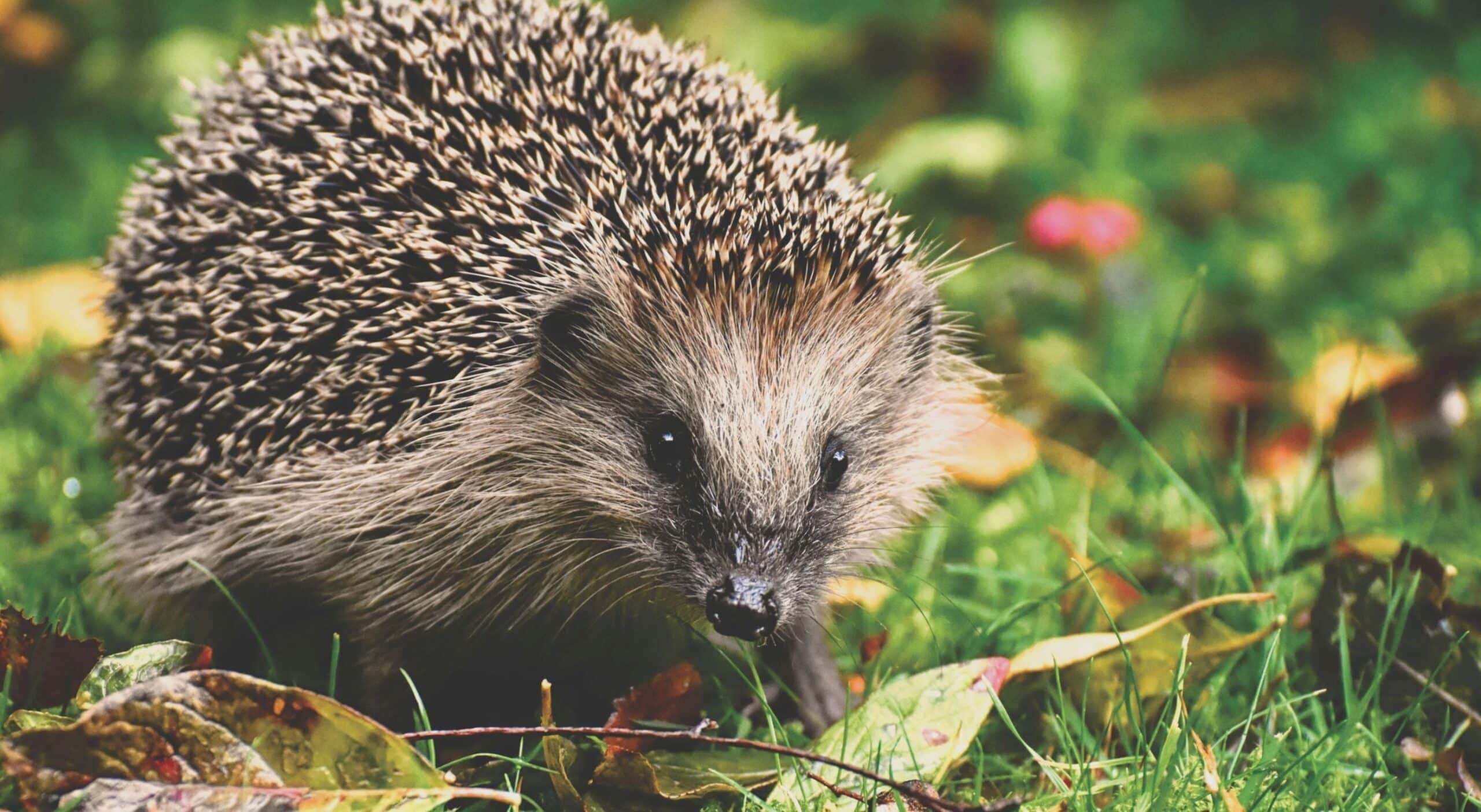 FREE! Wildlife Home Making Workshop