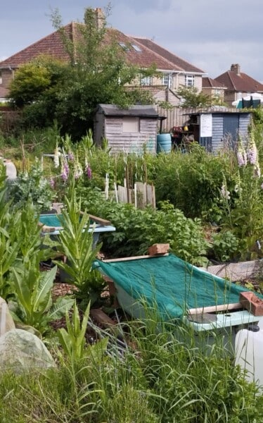 Allotments Melksham