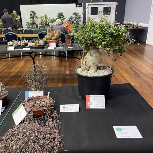 British Cactus & Succulent Society Wiltshire Branch - Additional Image