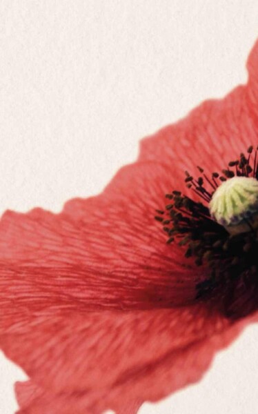 Remembrance poppy