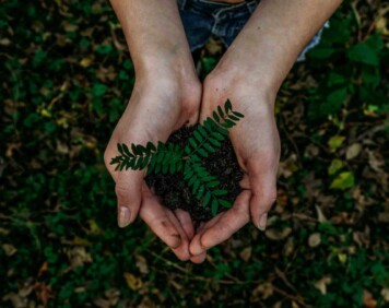 Seedling growing in someone&rsquo;s hands