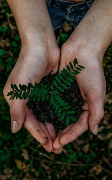 Seedling growing in someone’s hands