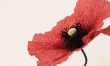 A close up of a red poppy