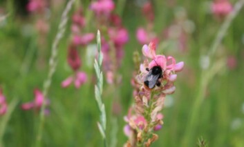 No Mow May Bee Image