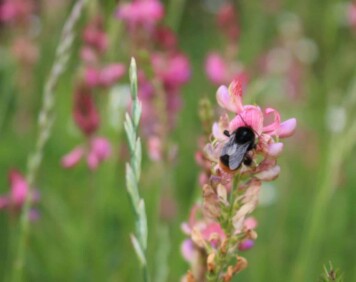 No Mow May Bee Image