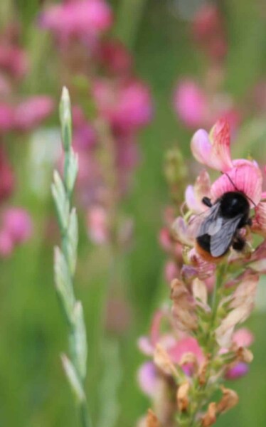 No Mow May Bee Image