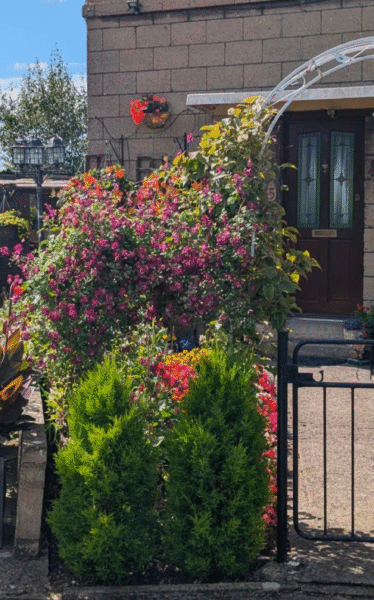 Best front garden in 2025 gardening competition
