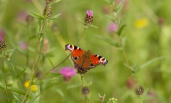 Peacock Butterfly in a flower in a meadow