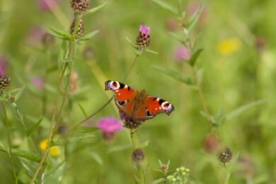 Peacock Butterfly in a flower in a meadow