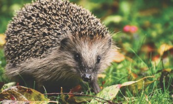 Hedgehog - Photo by Alexas_Fotos on Unsplash