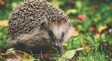 Hedgehog - Photo by Alexas_Fotos on Unsplash